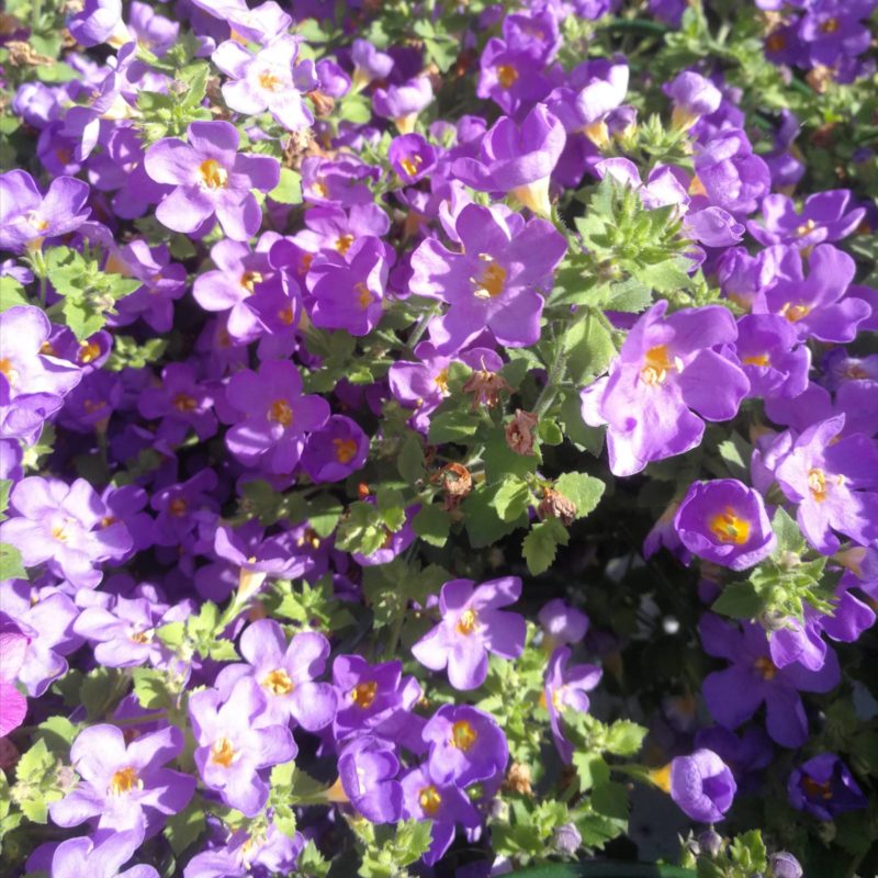 Bacopa