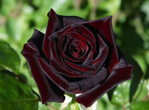 Black Baccara