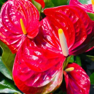 Bilde_157618066_619602d1.heic